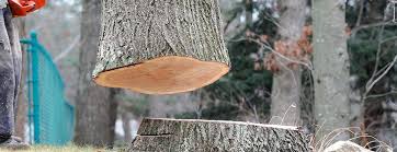 Best Tree Disease Treatment  in East Farmingdale, NY