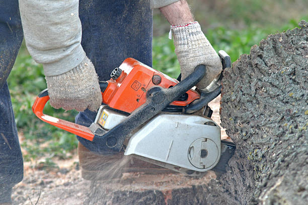 How Our Tree Care Process Works  in  East Farmingdale, NY